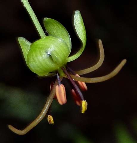 {Medeola virginiana}